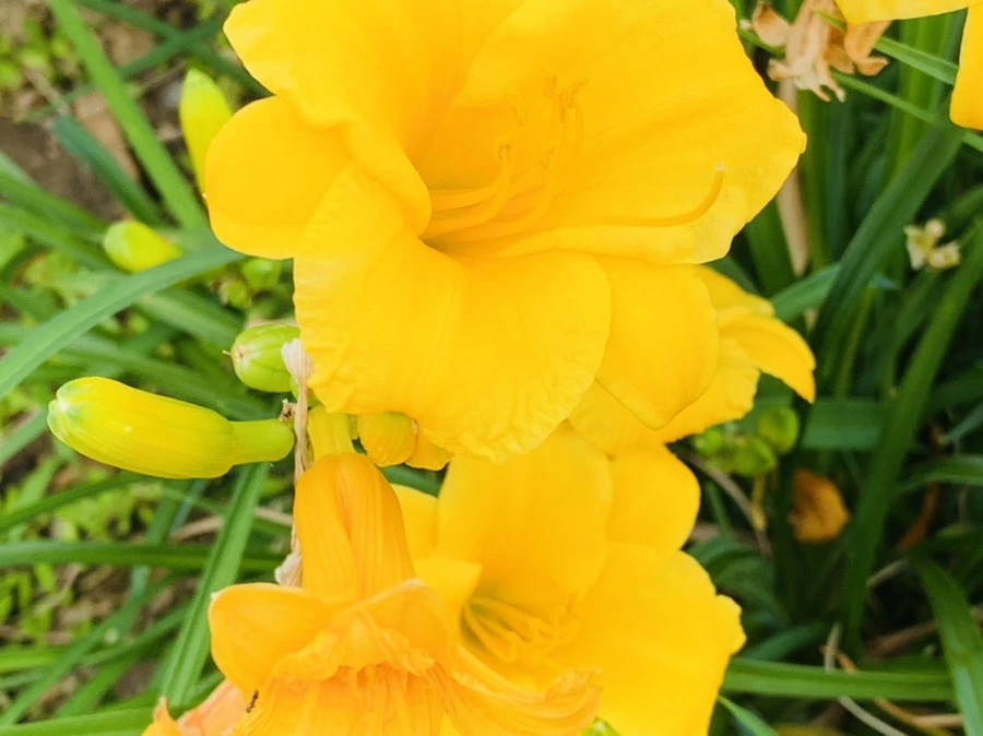 IMG_5282.jpg?type=w966