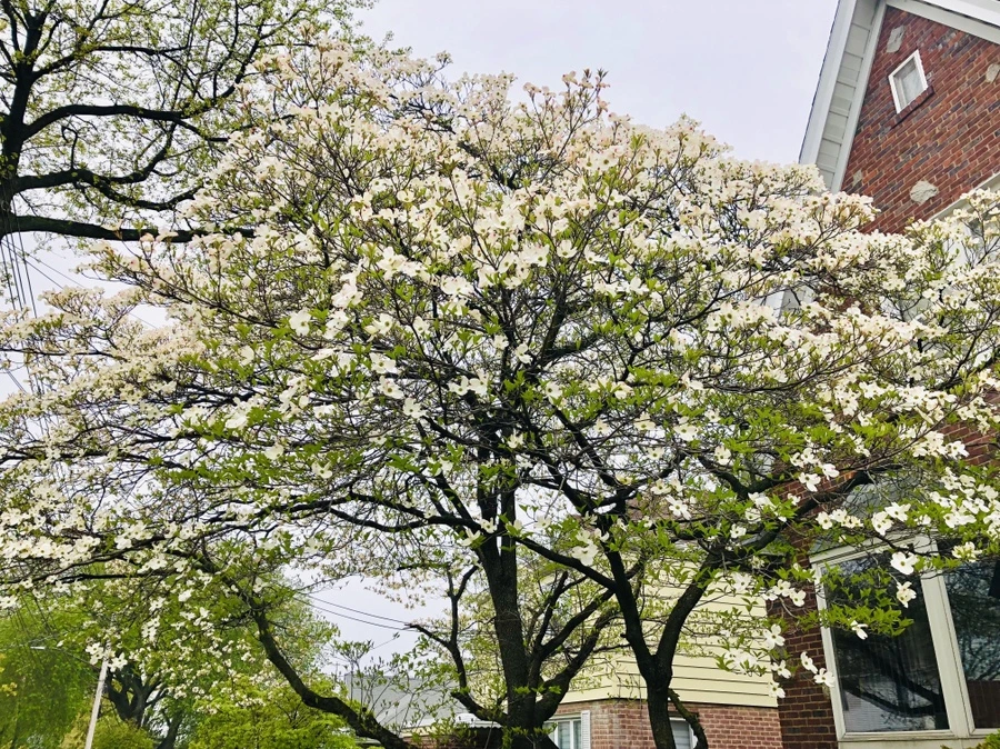 IMG_3937.jpg?type=w966