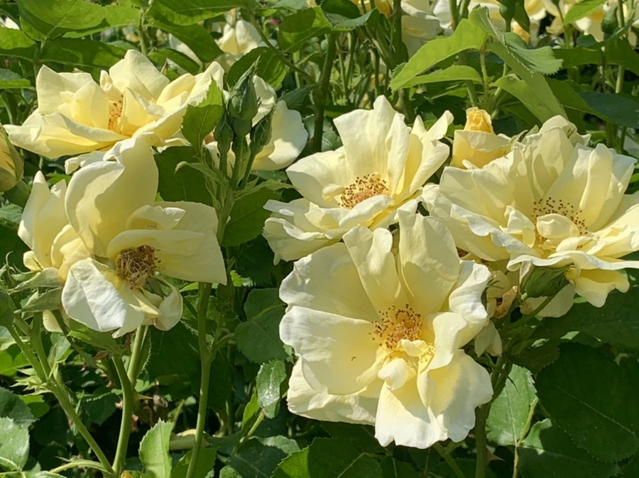 IMG_7598.jpg?type=w966