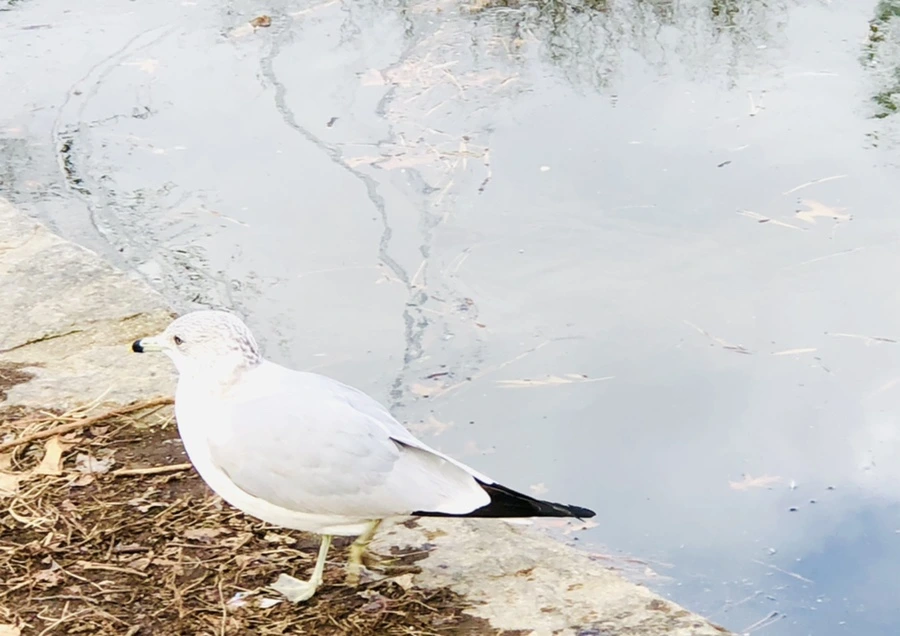 IMG_9997.jpg?type=w966