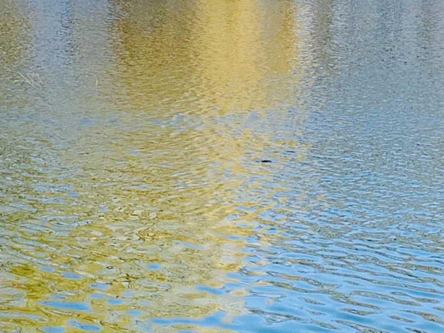 IMG_0049.jpg?type=w966