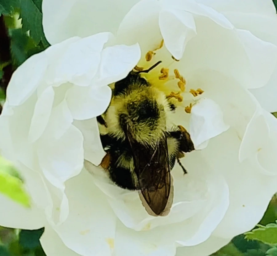 IMG_4348.jpg?type=w966