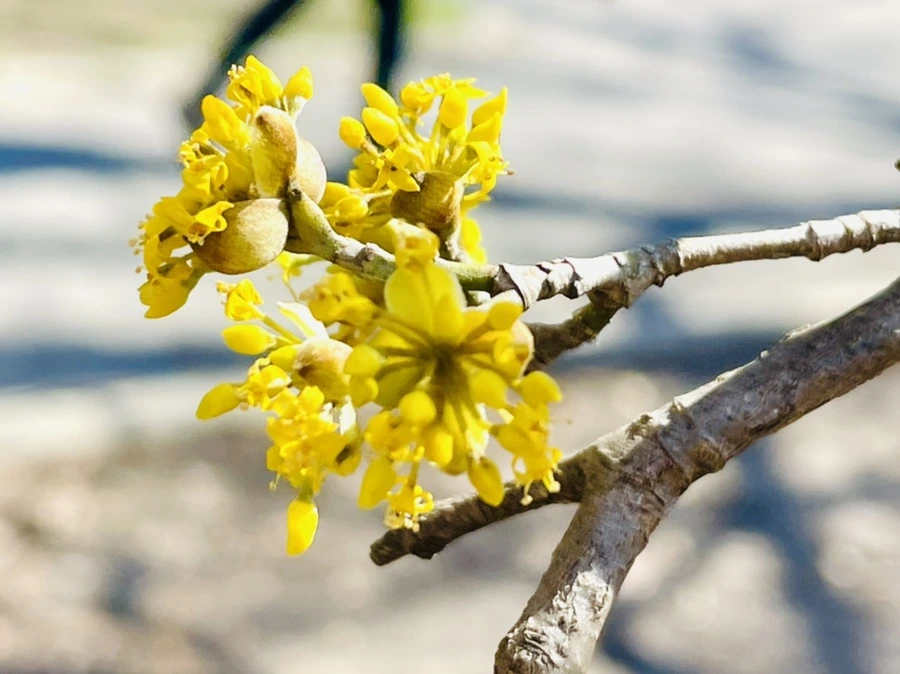 IMG_4955.jpg?type=w966