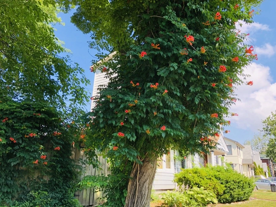 TsEnQkxrbH8c2EM-FvdAQek22PU