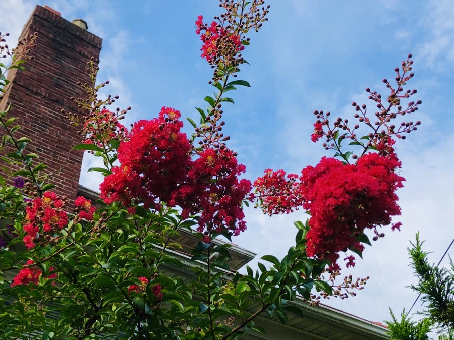 IMG_5698.jpg?type=w966