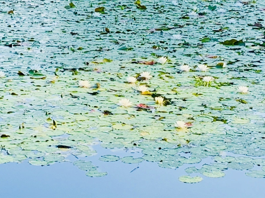 IMG_1870.jpg?type=w966