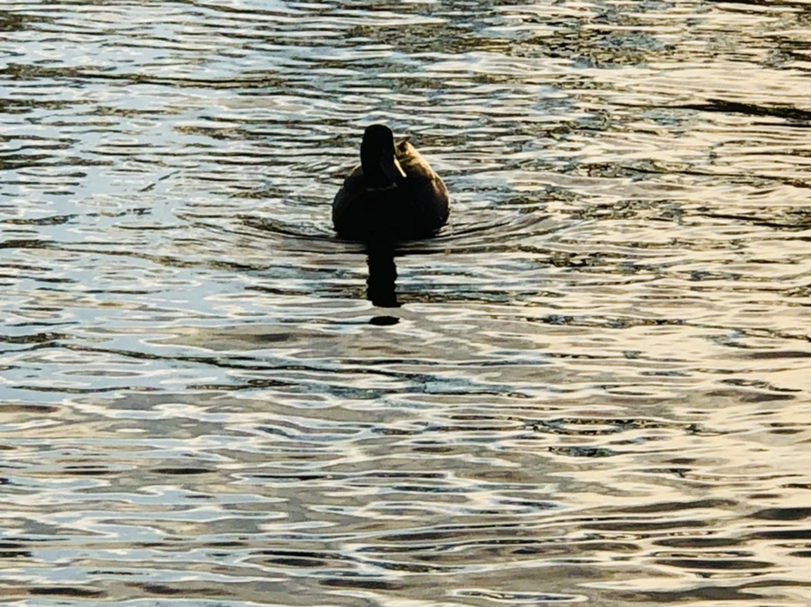 IMG_4432.jpg?type=w966