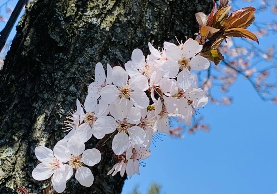 IMG_7983.jpg?type=w966