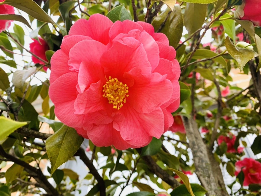 IMG_2932.jpg?type=w966