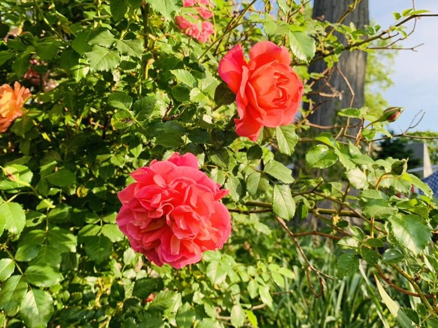 IMG_4549.jpg?type=w966