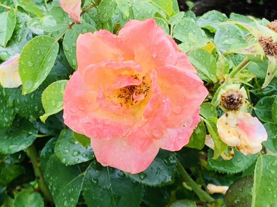 IMG_7345.jpg?type=w966