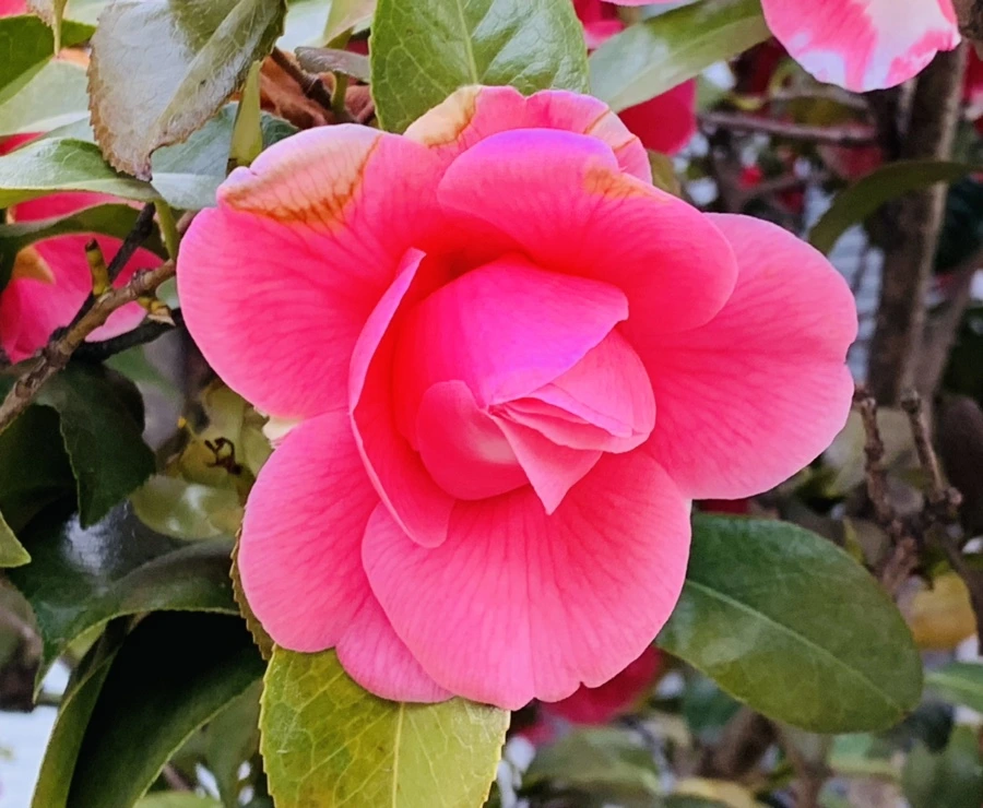 IMG_7798.jpg?type=w966