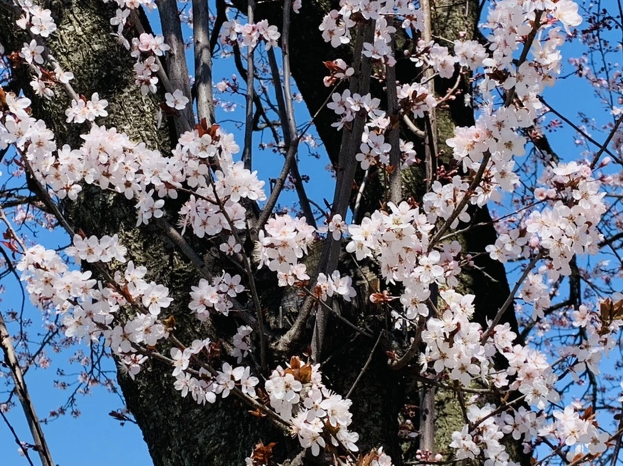 IMG_7688.jpg?type=w966