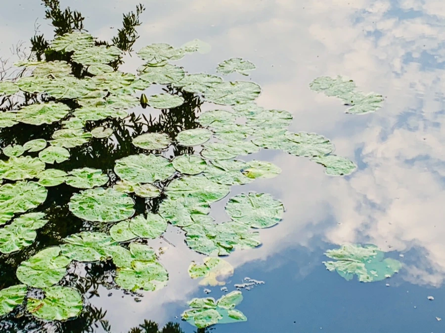 IMG_0405.jpg?type=w966