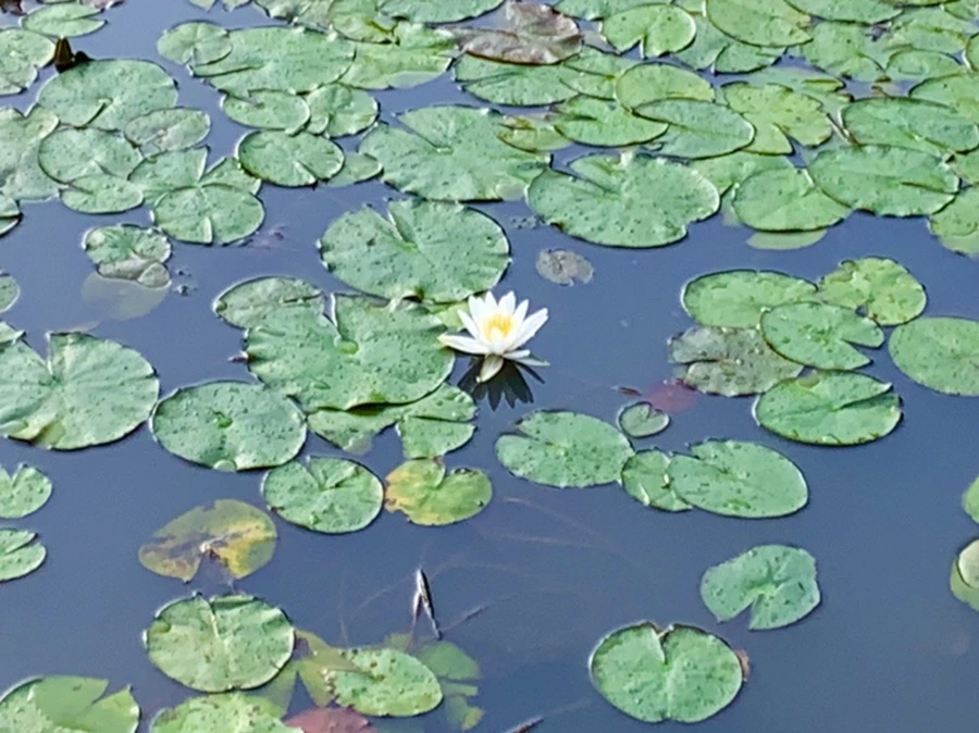 IMG_0795.jpg?type=w966