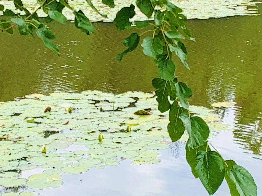 IMG_5183.jpg?type=w966