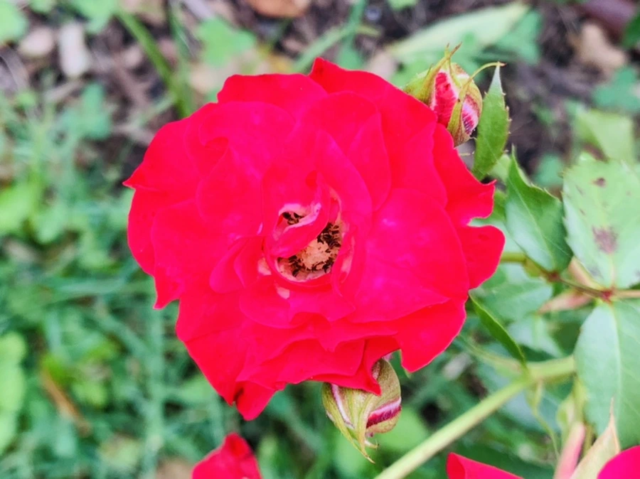 IMG_5031.jpg?type=w966