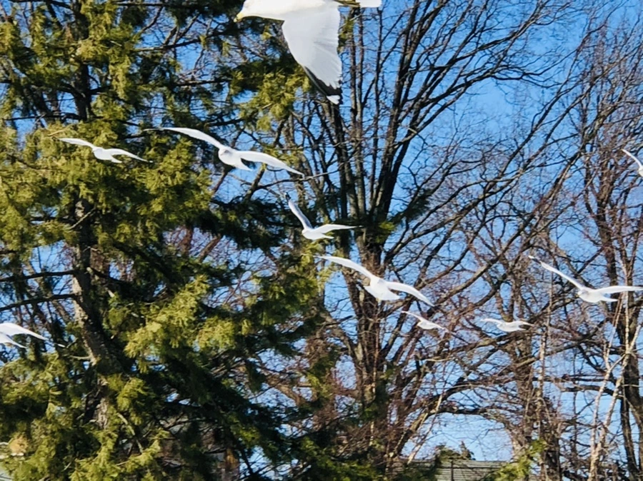 IMG_4791.jpg?type=w966