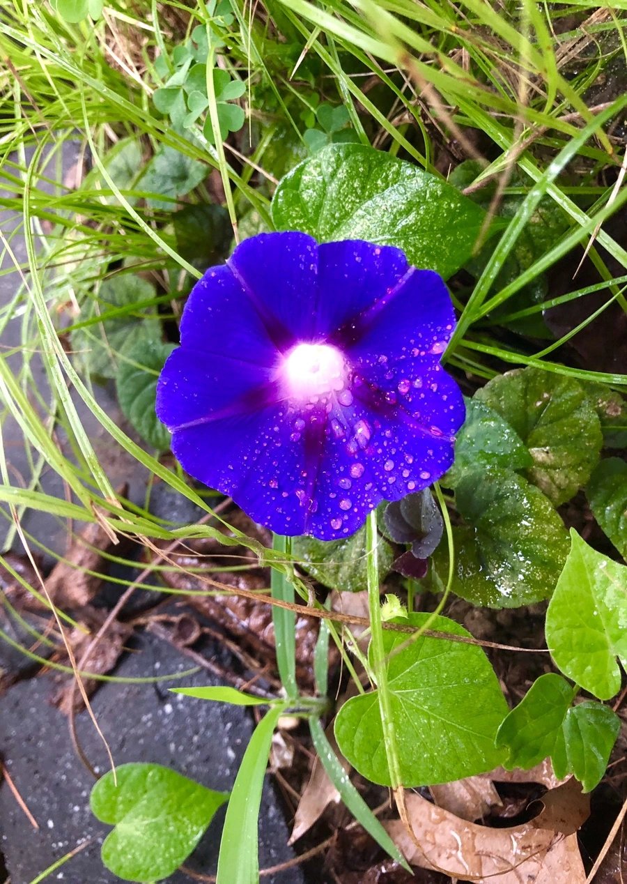 IMG_3335.jpg?type=w966