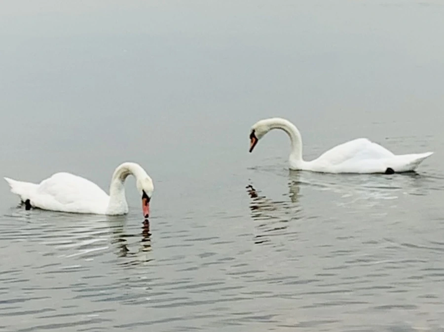 IMG_0303.jpg?type=w966