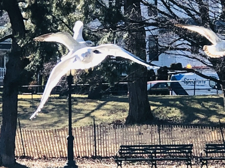 IMG_7162.jpg?type=w966