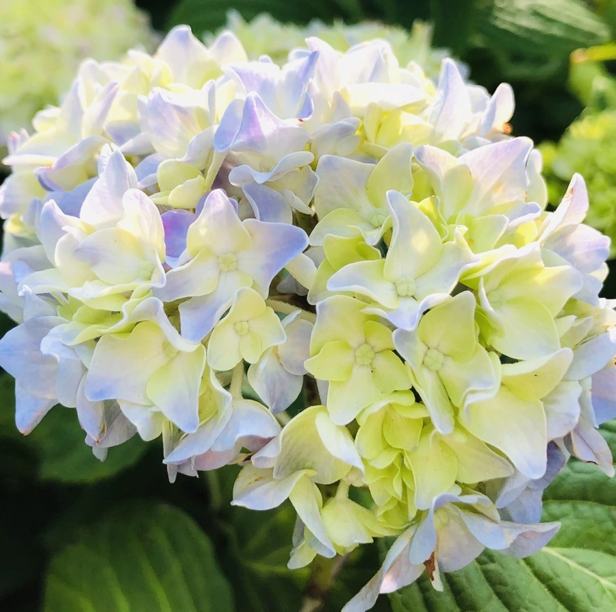 IMG_8754.jpg?type=w966