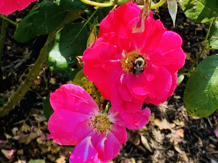 IMG_8454.jpg?type=w966