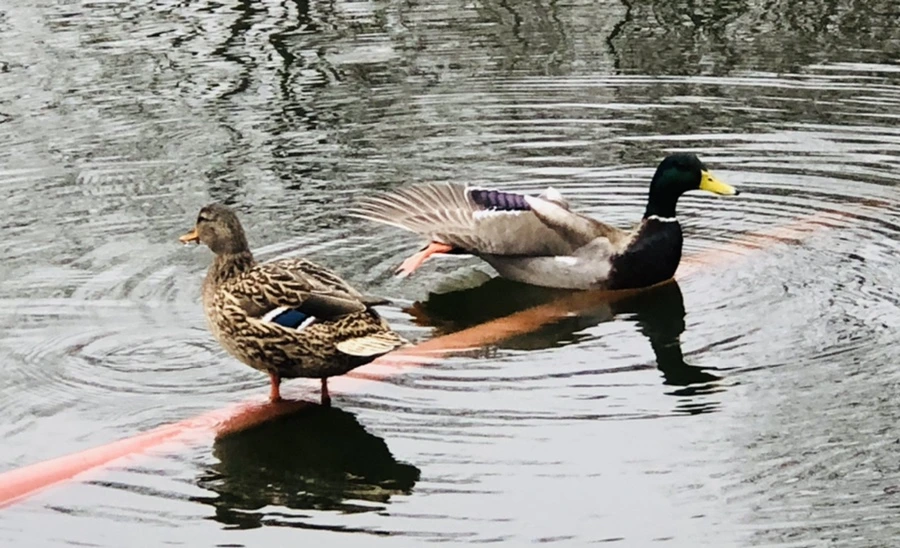 IMG_3342.jpg?type=w966