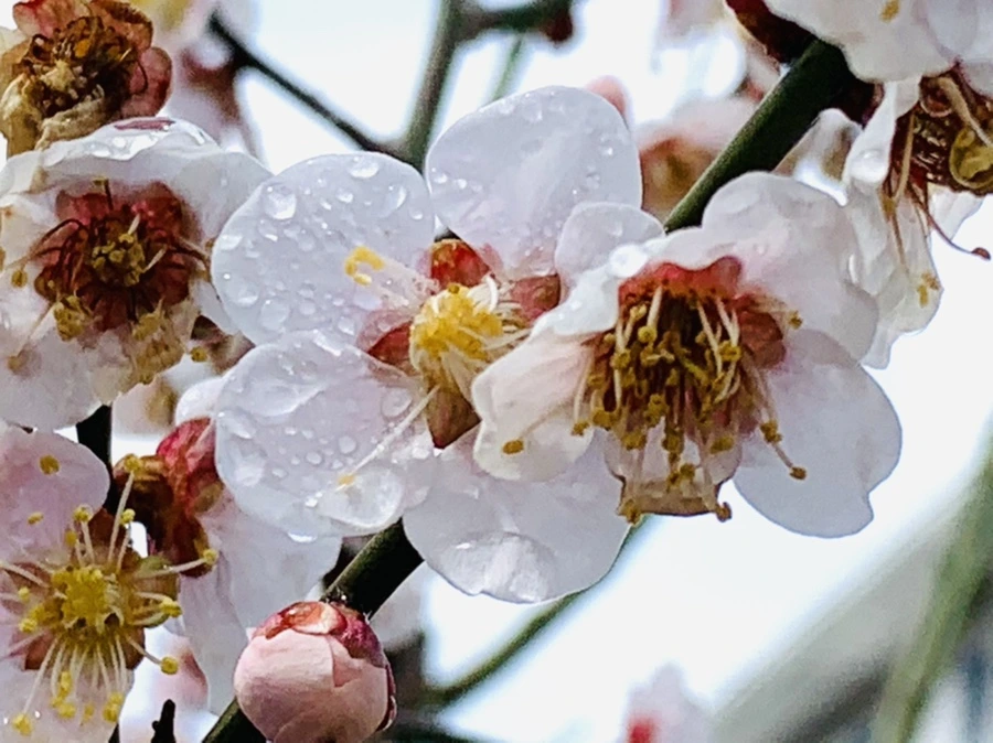 IMG_3990.jpg?type=w966