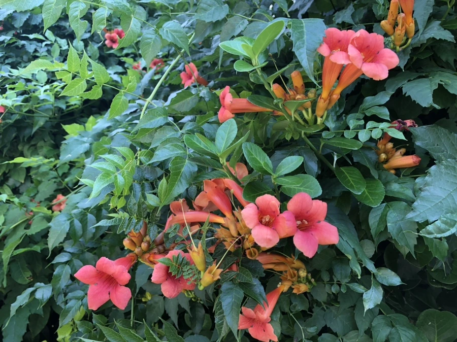 IMG_8250.jpg?type=w966