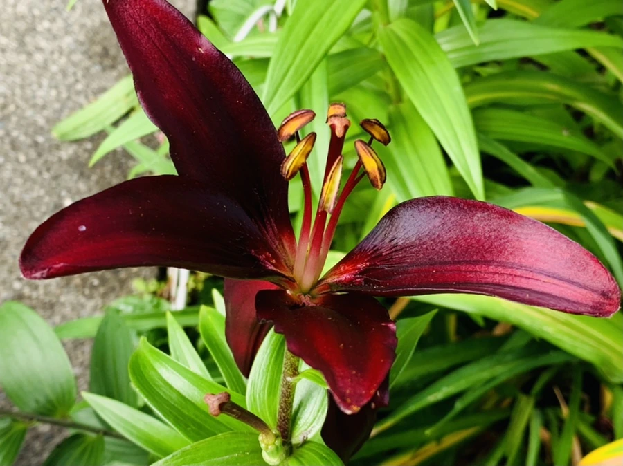 IMG_7290.jpg?type=w966