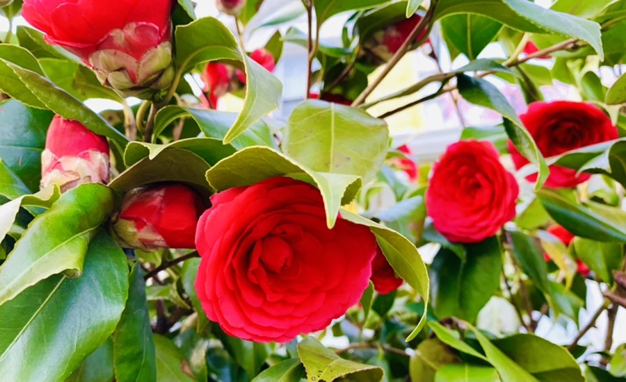 IMG_7402.jpg?type=w966