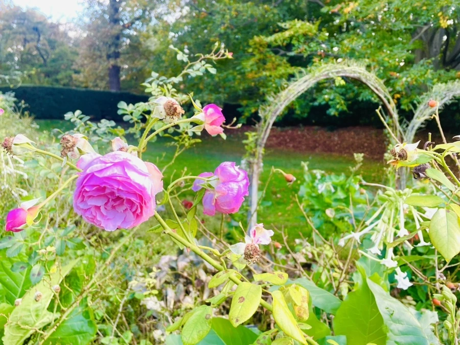 IMG_0211.jpg?type=w966