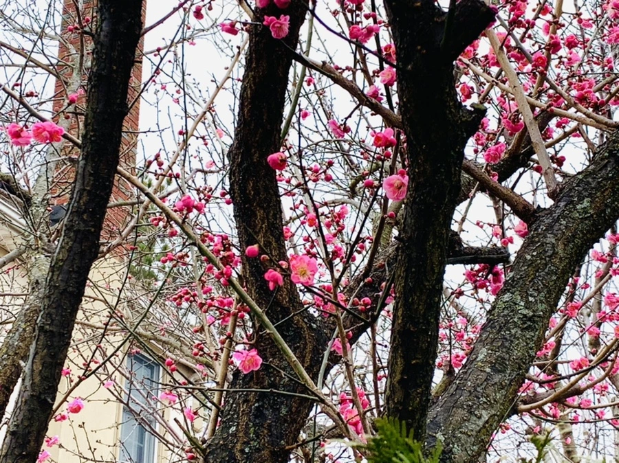 IMG_1610.jpg?type=w966