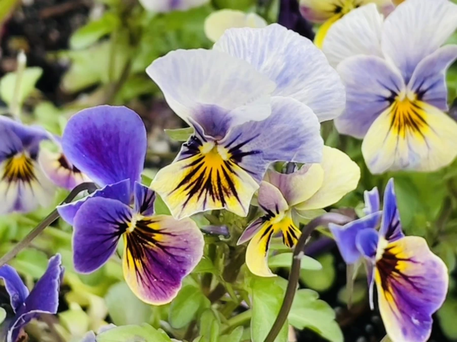 IMG_1408.jpg?type=w966