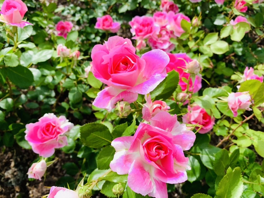 IMG_6555.jpg?type=w966