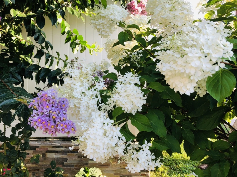 IMG_4696.jpg?type=w966