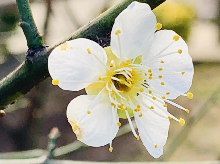 IMG_0248.jpg?type=w966