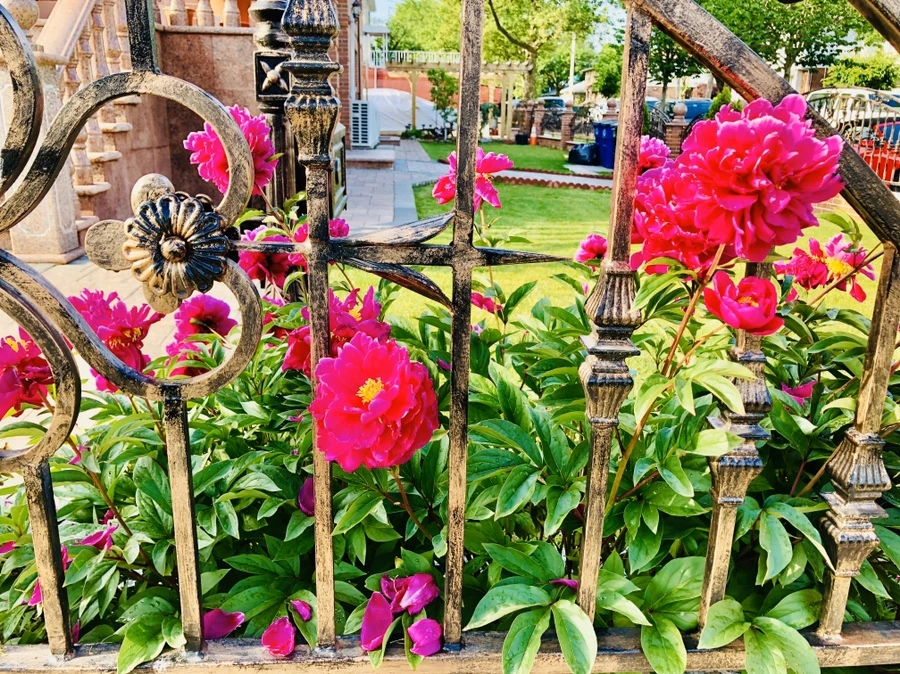 IMG_8034.jpg?type=w966