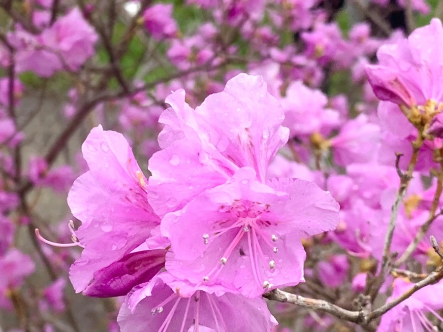 IMG_6167.jpg?type=w966