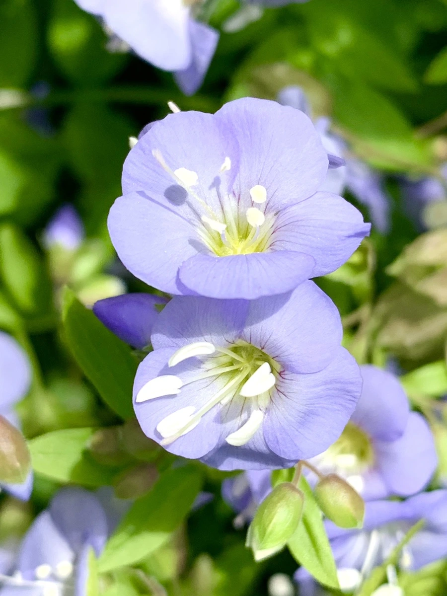 IMG_1180.jpg?type=w966