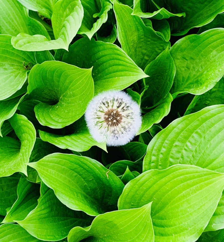 IMG_7801.jpg?type=w966