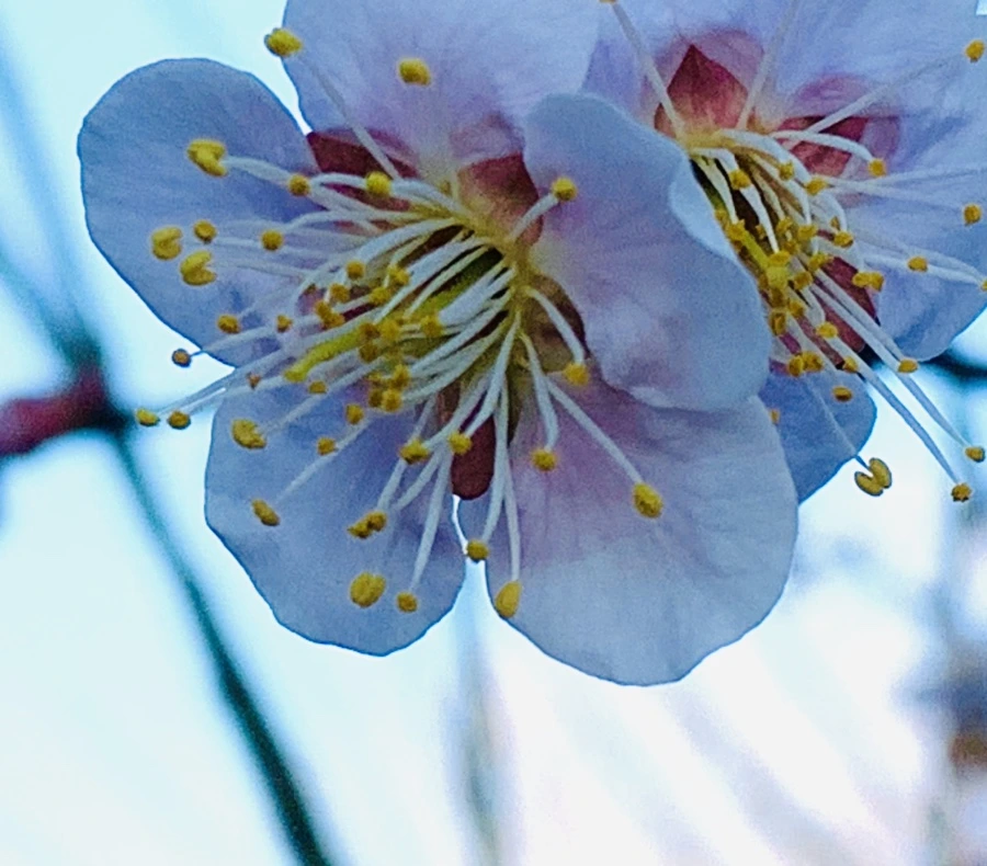 IMG_0816.jpg?type=w966