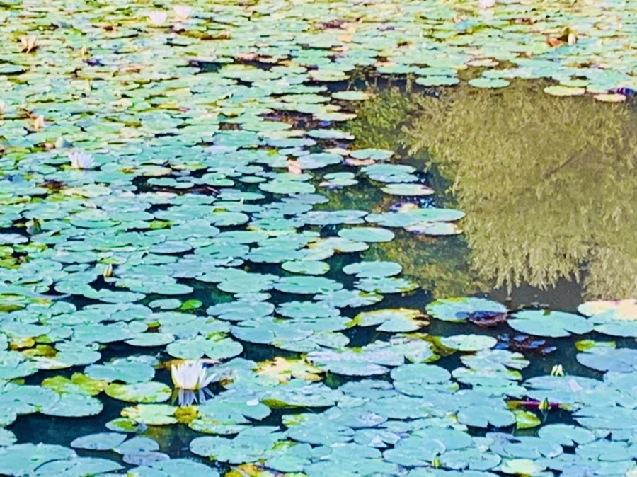 IMG_7881.jpg?type=w966