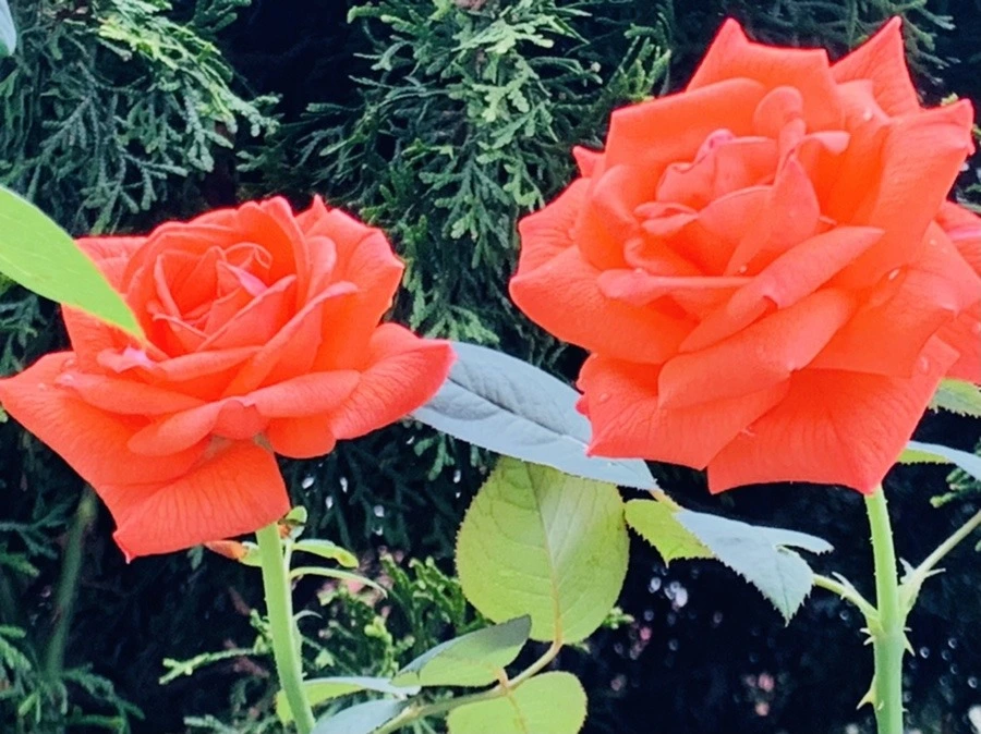 1n0X_VVvQCTZaAt0-Byul5iZHWQ