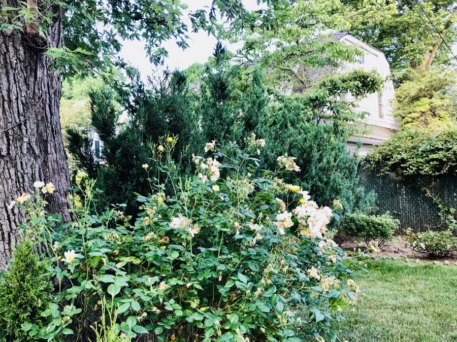 IMG_0416.jpg?type=w966