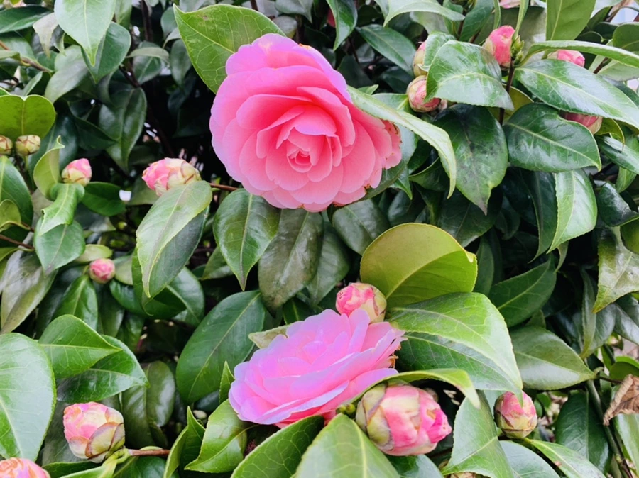 IMG_6008.jpg?type=w966