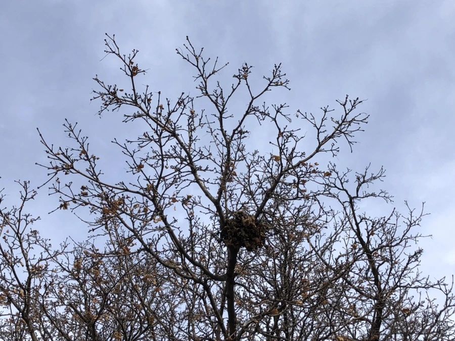 IMG_1973.jpg?type=w966