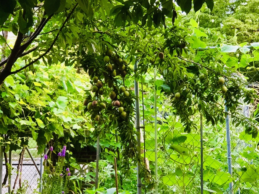 IMG_3622.jpg?type=w966