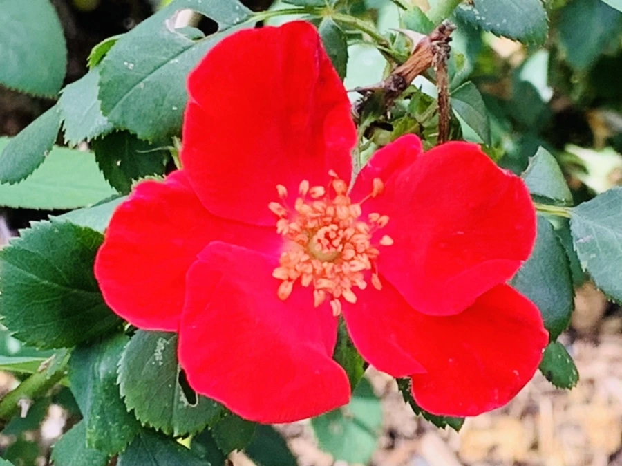 IMG_0464.jpg?type=w966